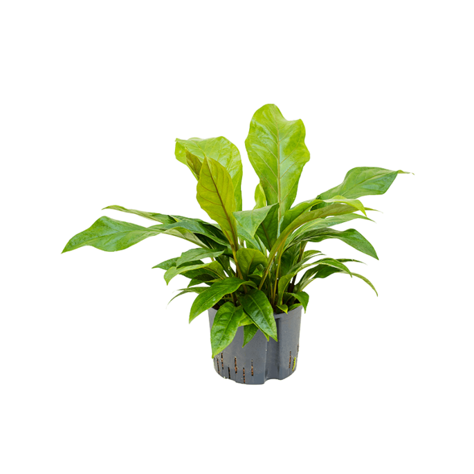 Anthurium elipticum 'Jungle bush'