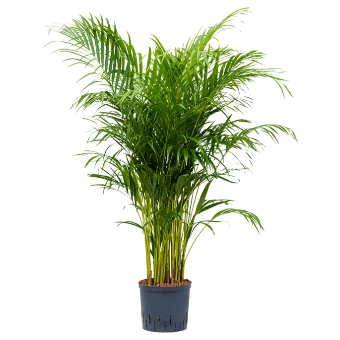 Areca