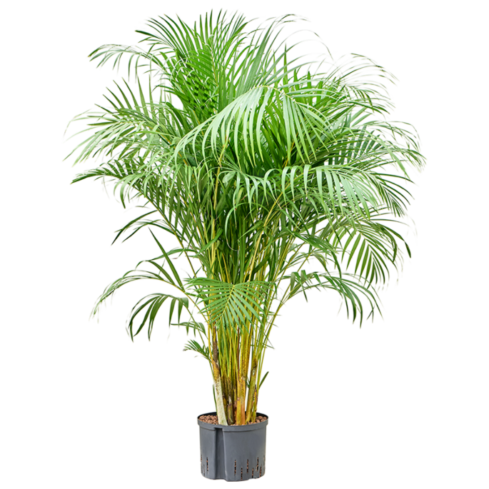 Areca