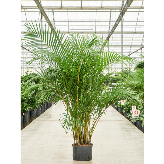 Areca