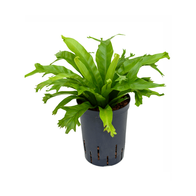 Asplenium antiquum 'Amy'
