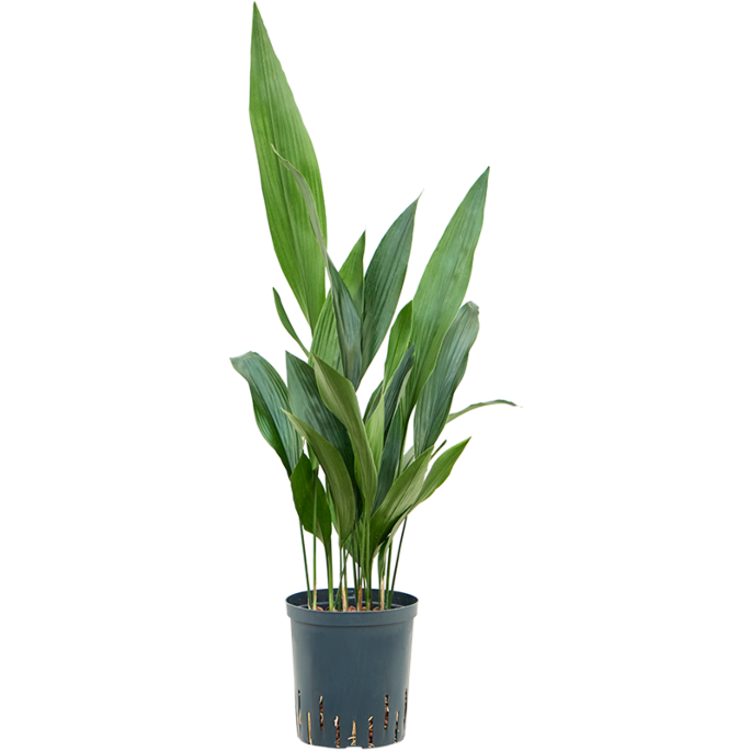 Aspidistra elatior