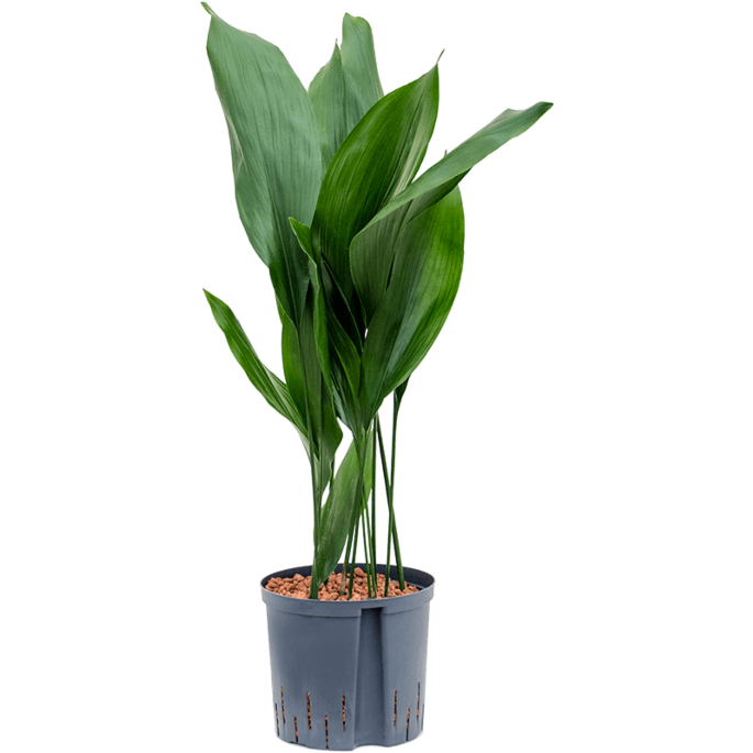 Aspidistra elatior