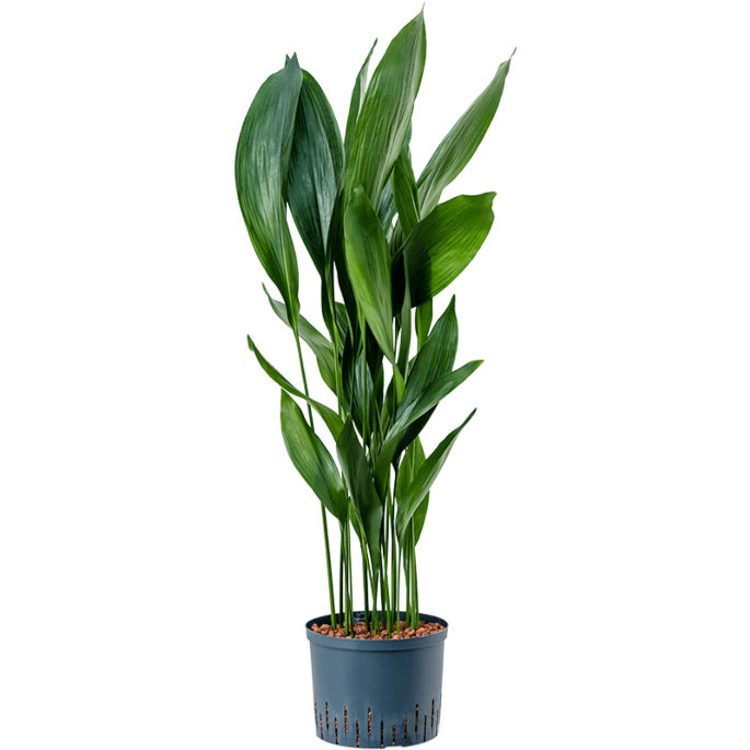 Aspidistra elatior