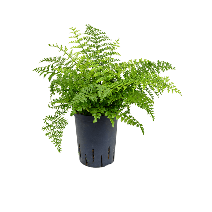 Asplenium dimorphum 'Parvati'