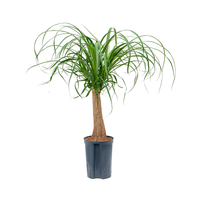 Beaucarnea recurvata
