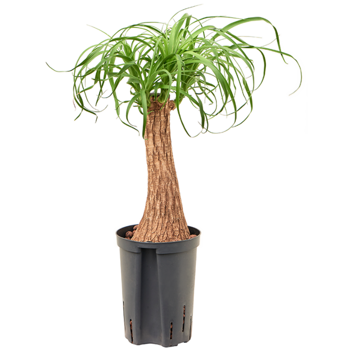 Beaucarnea recurvata