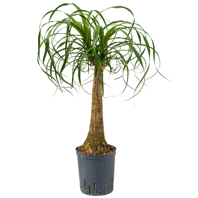 Beaucarnea recurvata