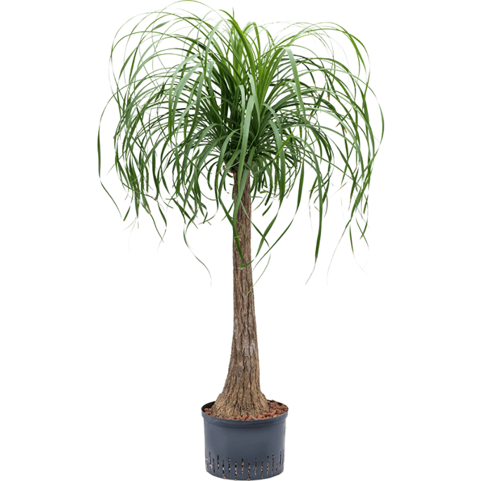 Beaucarnea recurvata