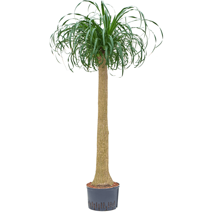 Beaucarnea recurvata