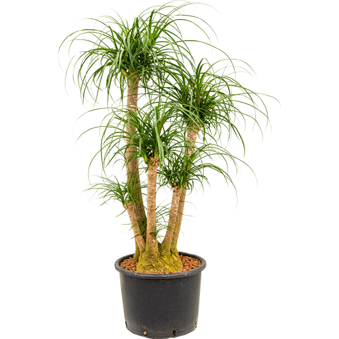 Beaucarnea recurvata