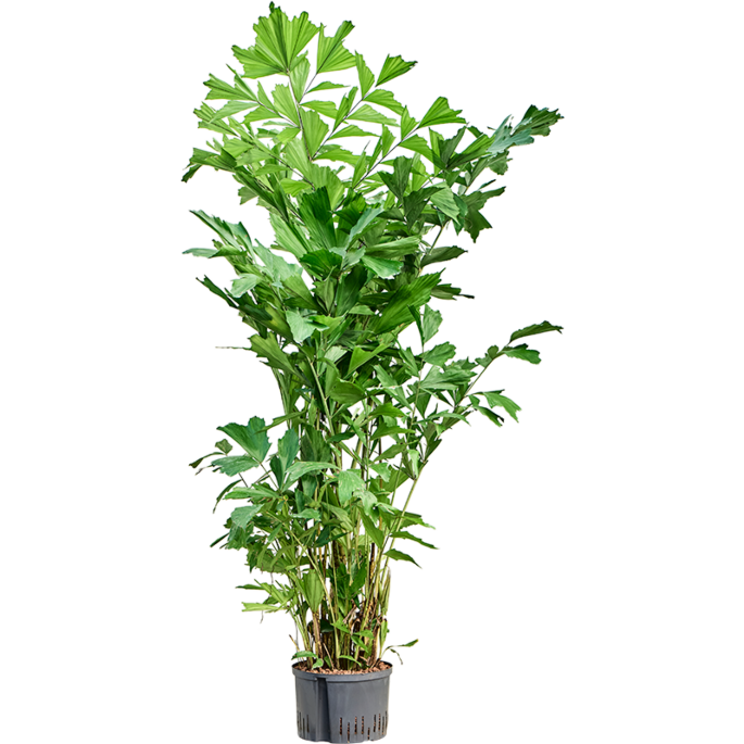 Caryota mitis