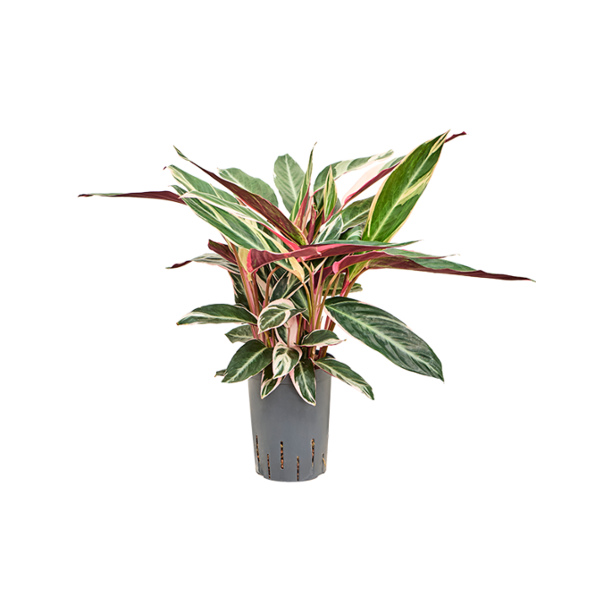 Calathea 'Triostar'