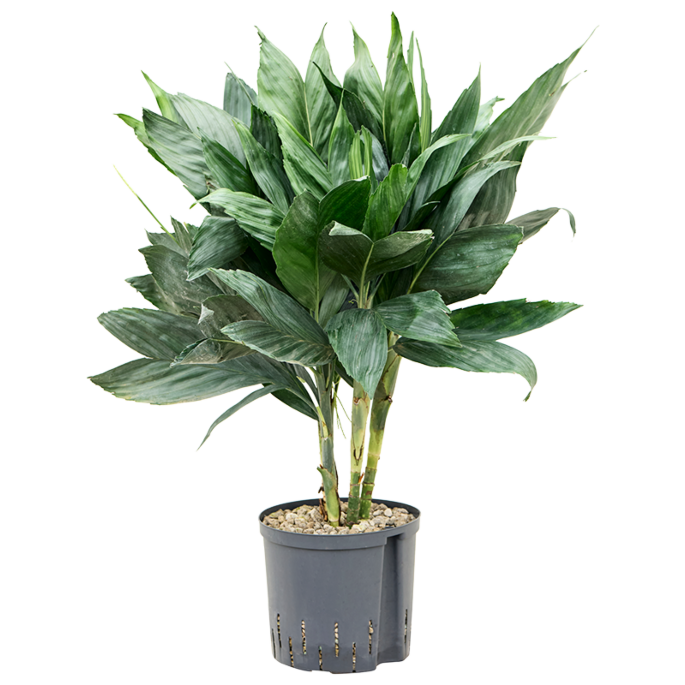 Chamaedorea metallica