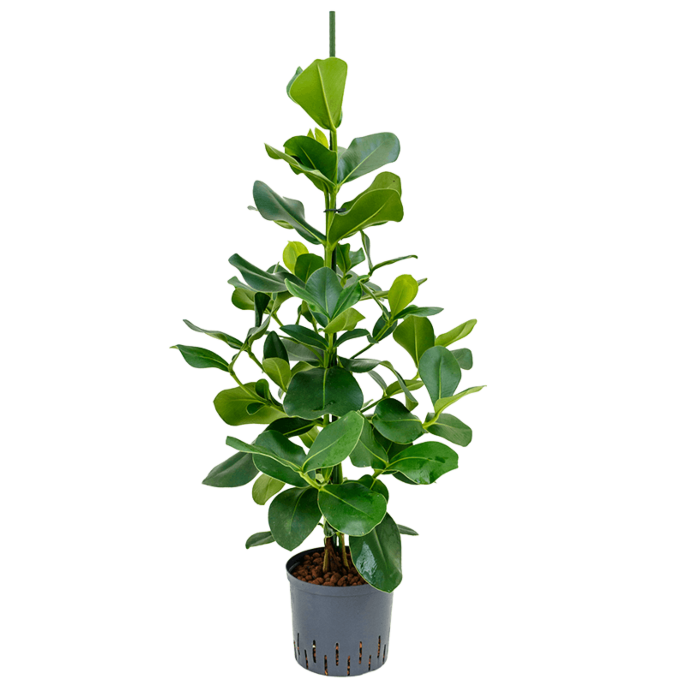 Clusia rosea