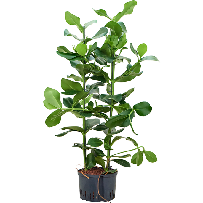 Clusia rosea