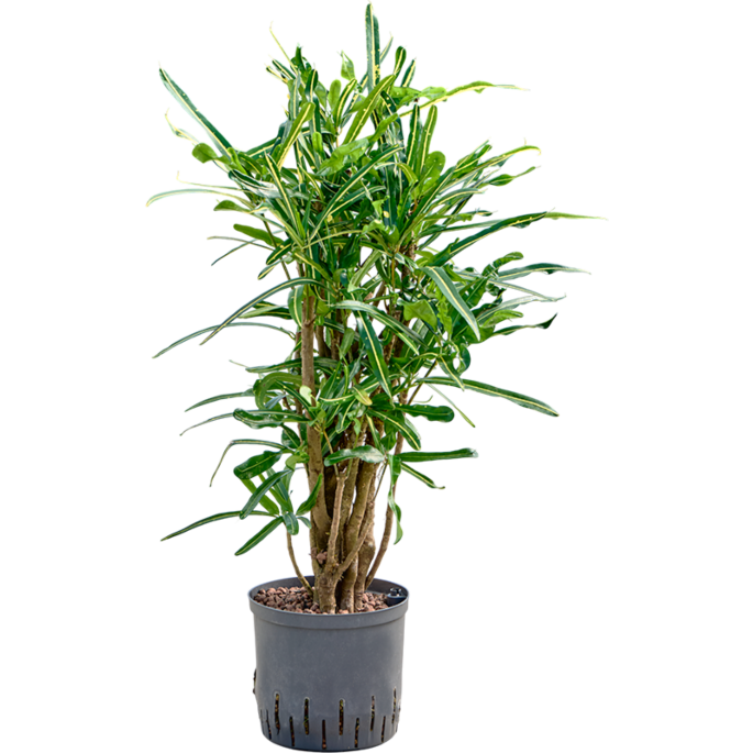 Croton (Codiaeum) variegatum 'Banana'
