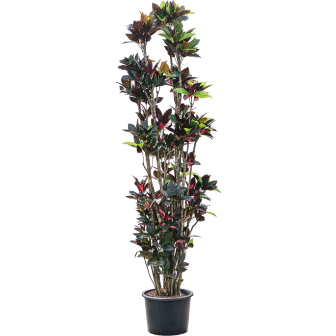 Croton (Codiaeum) variegatum 'Mrs. Iceton'