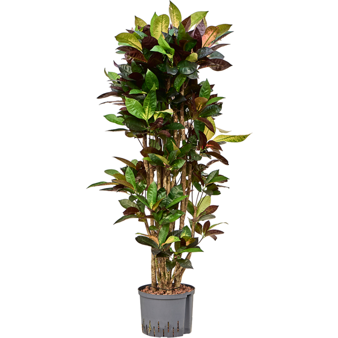 Croton (Codiaeum) variegatum 'Mrs. Iceton'