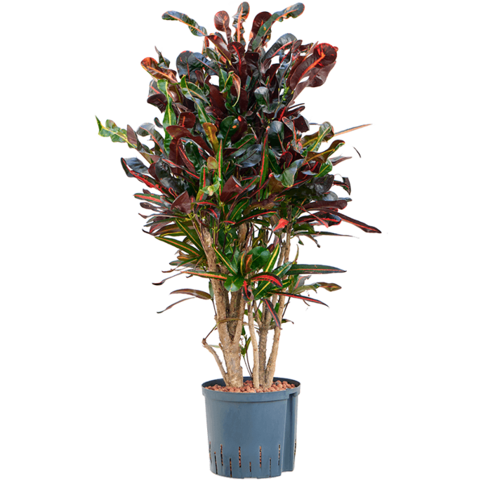 Croton (Codiaeum) variegatum 'Mammi'