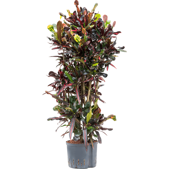 Croton (Codiaeum) variegatum 'Mammi'