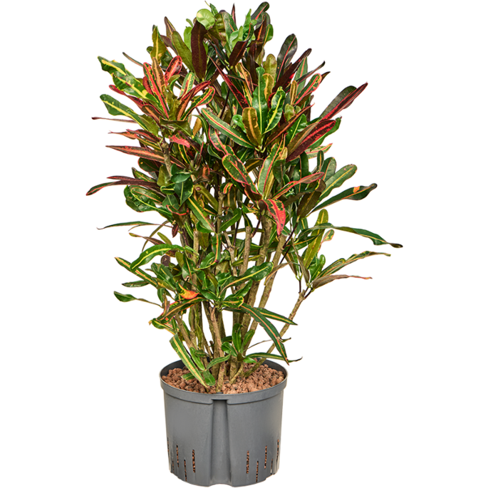 Croton (Codiaeum) variegatum 'Mammi'