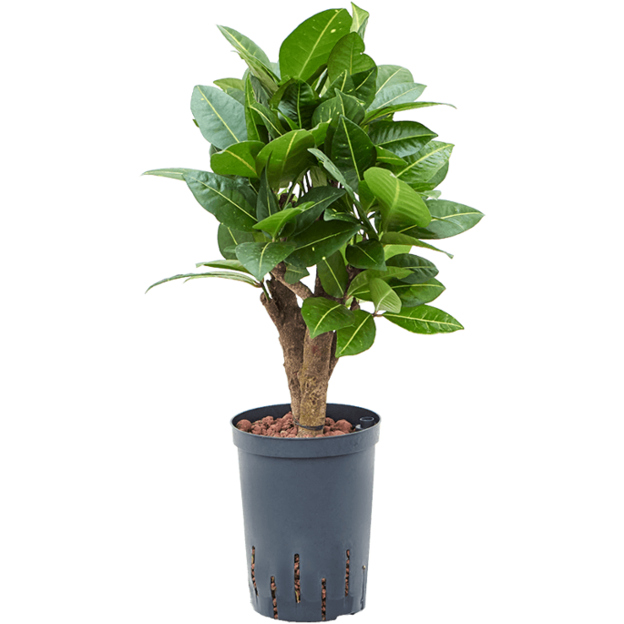 Croton (Codiaeum) variegatum 'Petra'