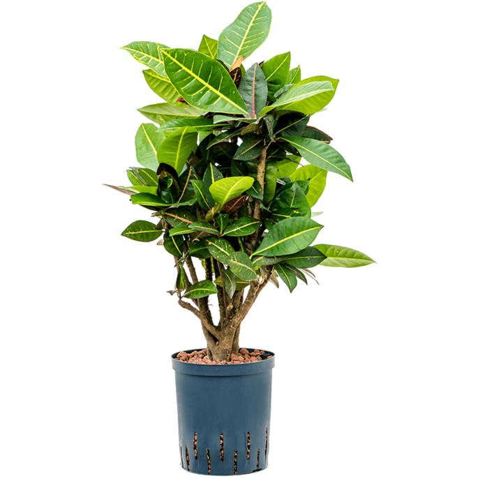 Croton (Codiaeum) variegatum 'Petra'