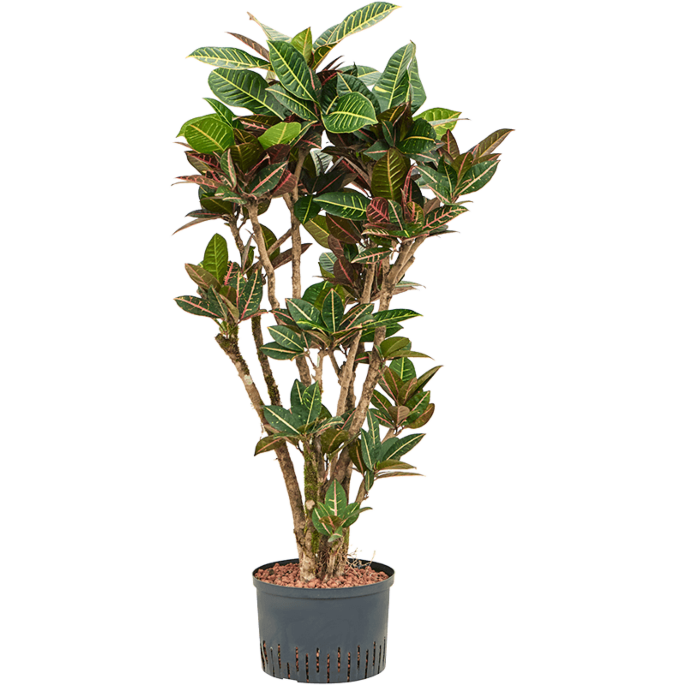 Croton (Codiaeum) variegatum 'Petra'
