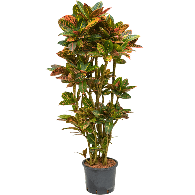 Croton (Codiaeum) variegatum 'Petra'