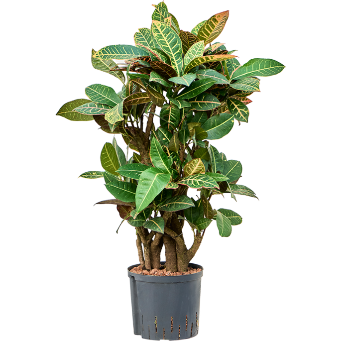Croton (Codiaeum) variegatum 'Petra'