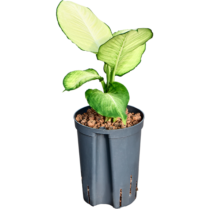 Dieffenbachia 'Tropic Marianne'