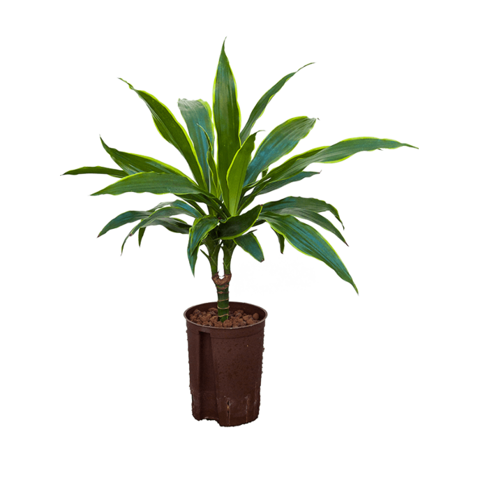 Dracaena fragrans 'Arturo'