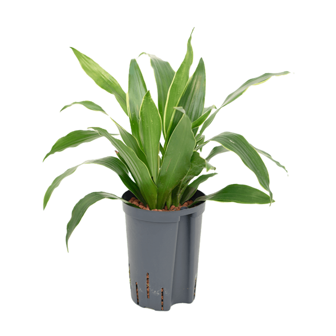 Dracaena fragrans 'Arturo'