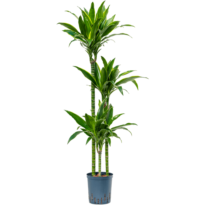 Dracaena fragrans 'Arturo'