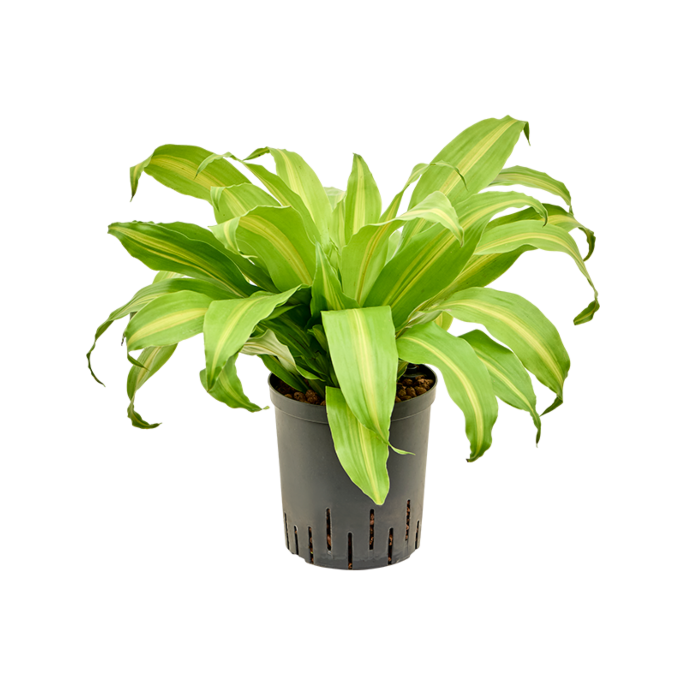 Dracaena deremensis 'Bronze'