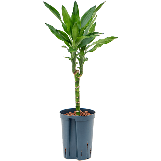 Dracaena fragrans 'Burundii'