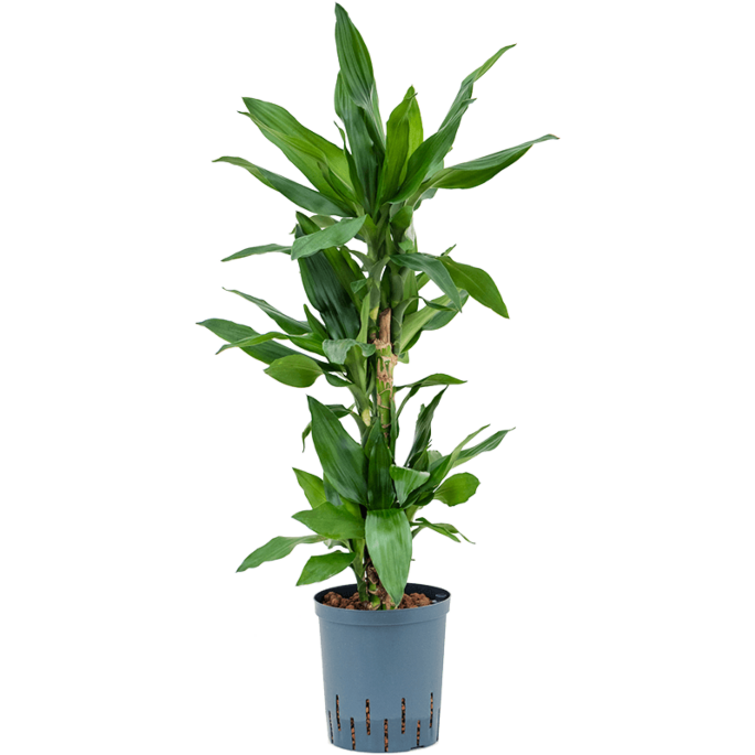 Dracaena fragrans 'Burundii'
