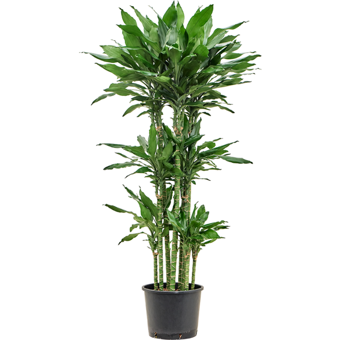 Dracaena fragrans 'Burundii'
