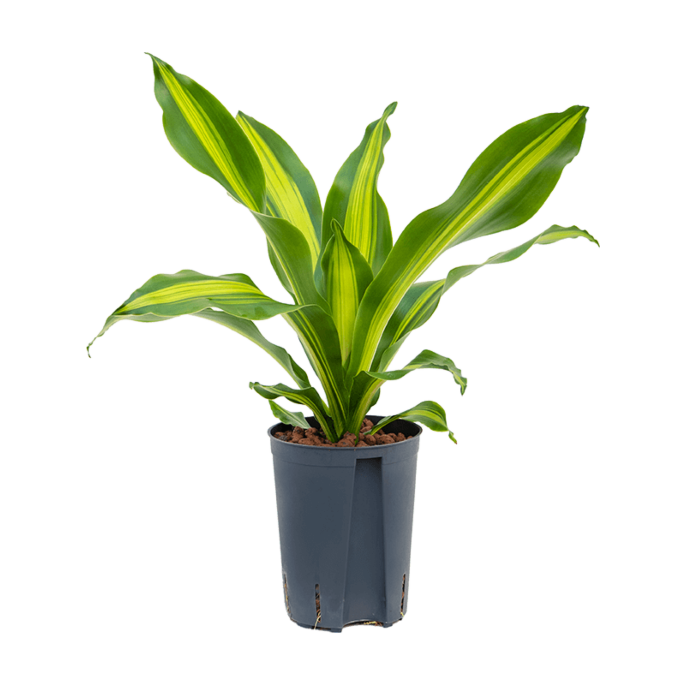 Dracaena fragrans 'Burley'