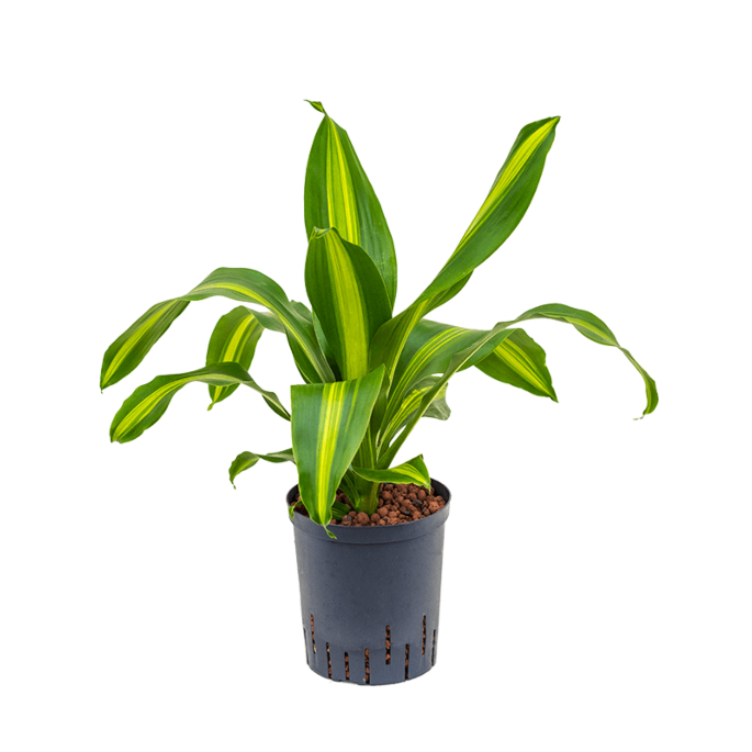 Dracaena fragrans 'Burley'