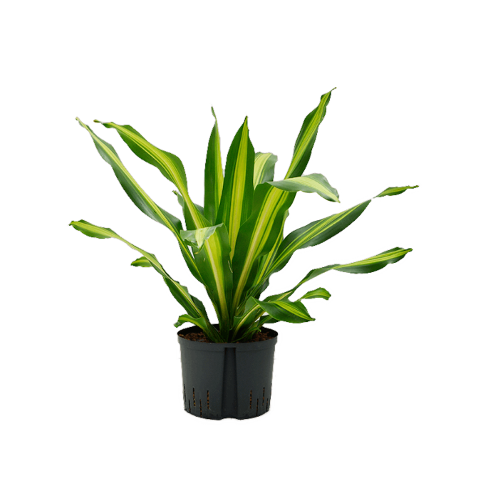 Dracaena fragrans 'Burley'