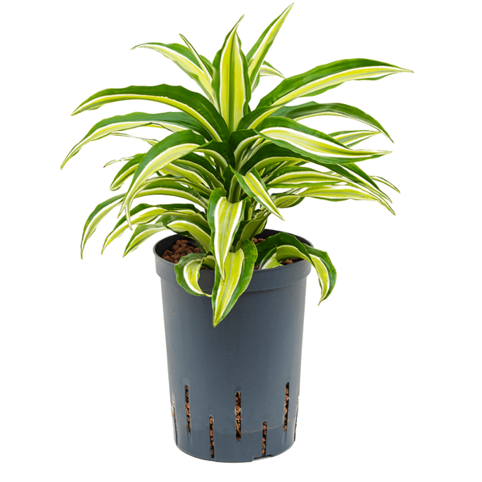 Dracaena fragrans 'Malaika'