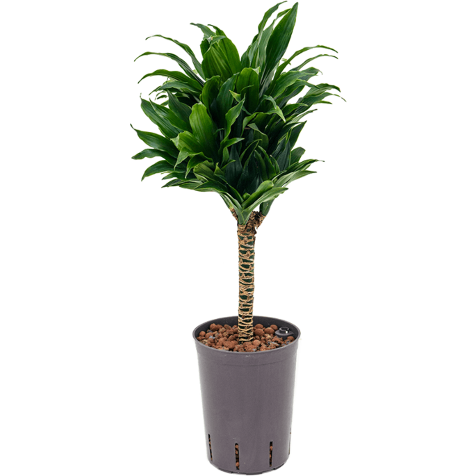 Dracaena fragrans 'Compacta'