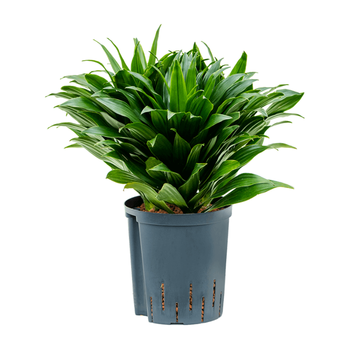 Dracaena fragrans 'Compacta'