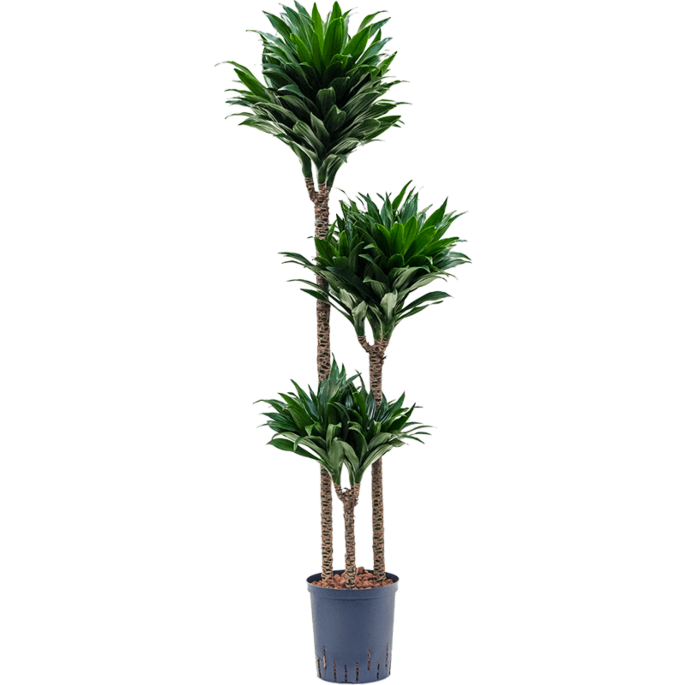 Dracaena fragrans 'Compacta'