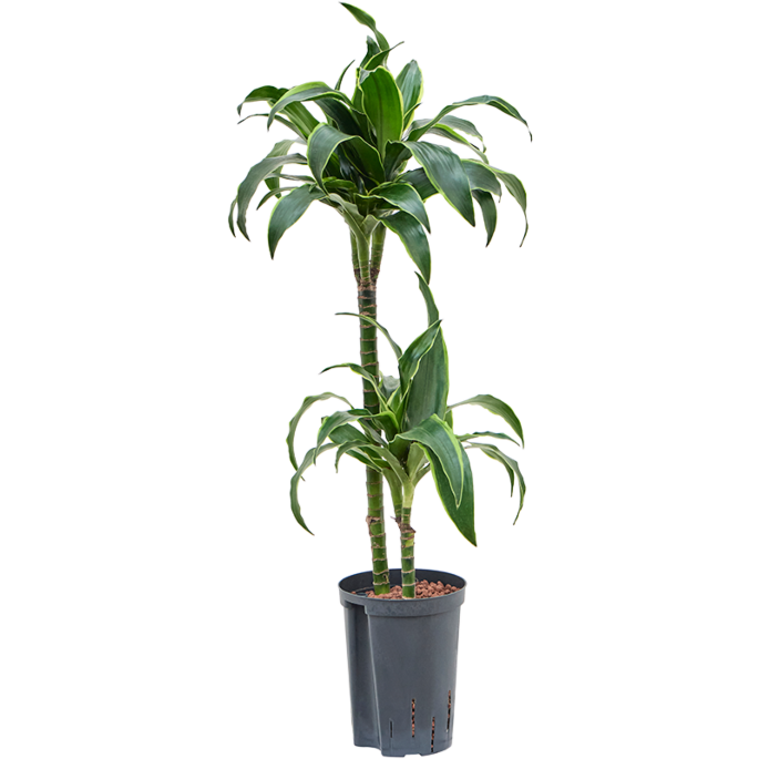 Dracaena fragrans 'Dorado'