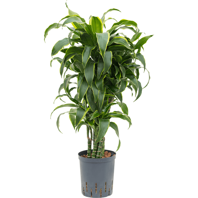 Dracaena fragrans 'Dorado'