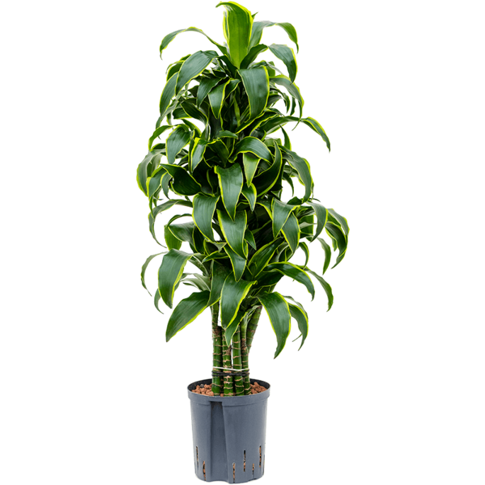 Dracaena fragrans 'Dorado'