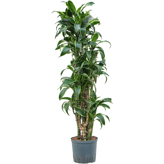 Dracaena fragrans 'Dorado'